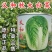 义和秋大白菜种子正宗山东胶州大白菜种籽孑高产蔬菜秋播冬储