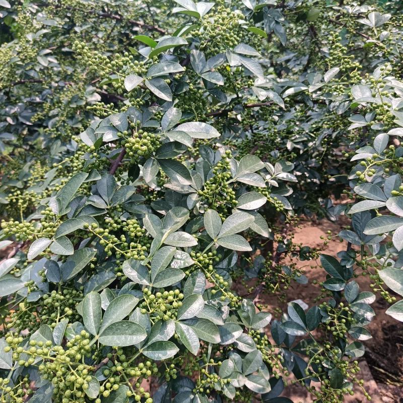 青花椒