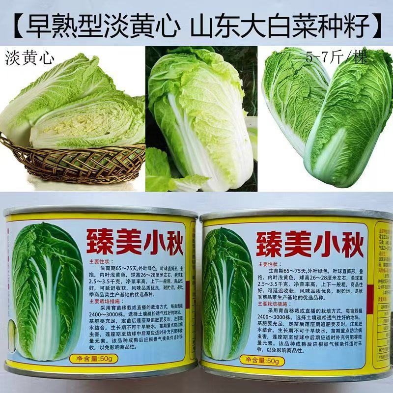 臻美小秋大白菜种子直筒形叠抱高产净菜率高好吃大白菜种子