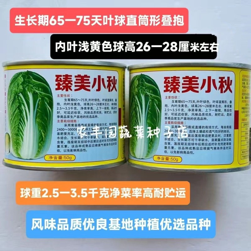 臻美小秋大白菜种子直筒形叠抱高产净菜率高好吃大白菜种子