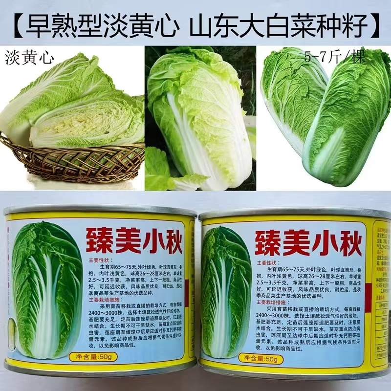 臻美小秋大白菜种子直筒形叠抱高产净菜率高好吃大白菜种子