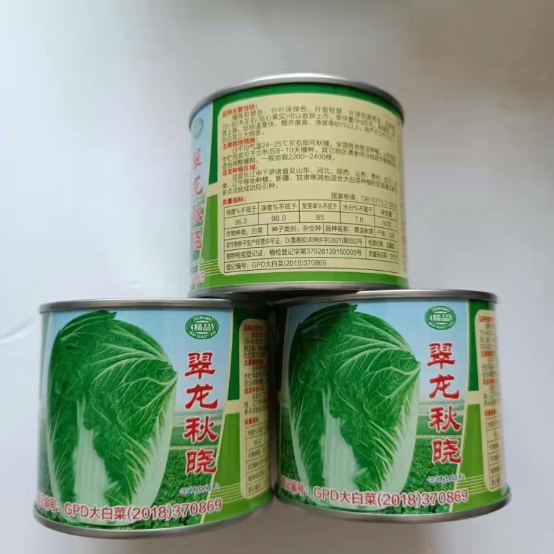 翠龙秋晓大白菜种子抗病高产短圆筒形整齐度好净大白菜种子