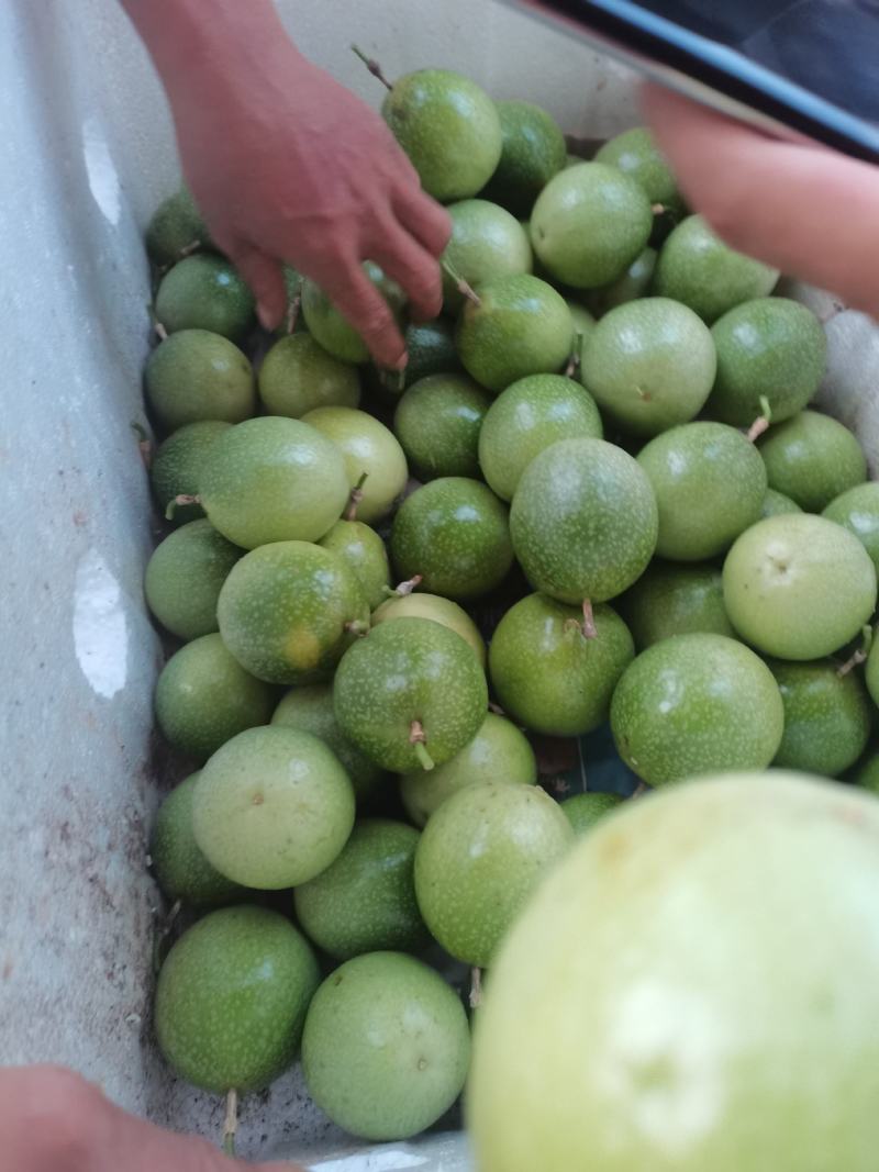 钦蜜九号黄金百香果产地大量供应