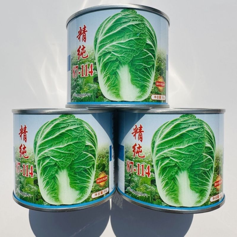 精纯87-114大白菜种子早春早秋淡季上市优良品种高产抗