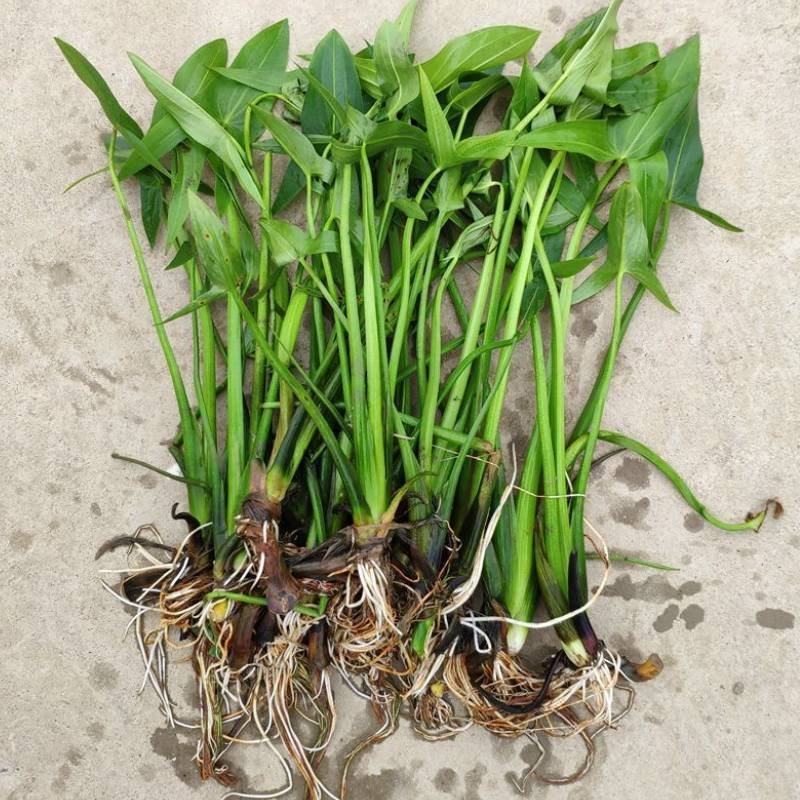 云南《慈菇》茨菇苗，整车代收代发(全国电商一件代发)