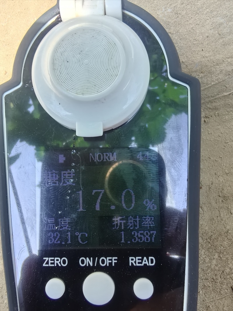 冷棚夏黑葡萄