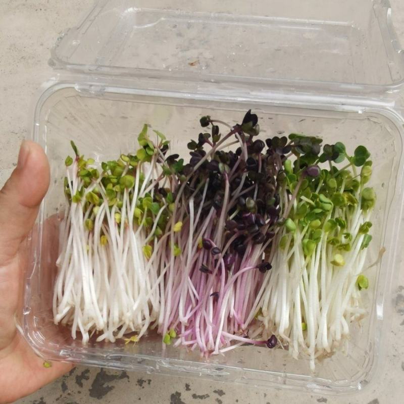 七彩水培萝卜芽苗