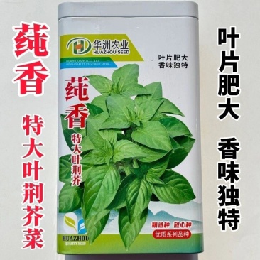 莼香特大叶荆芥种子叶片肥厚香味浓郁调味菜种子荆棘菜荆芥菜