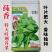 莼香特大叶荆芥种子叶片肥厚香味浓郁调味菜种子荆棘菜荆芥菜