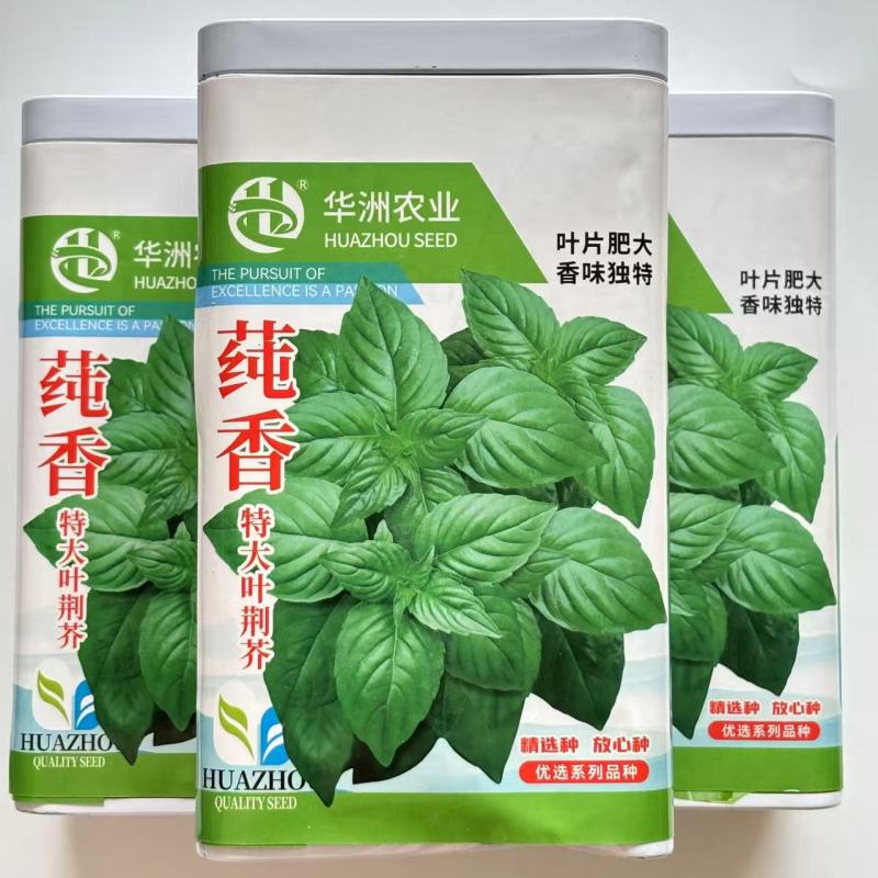 莼香特大叶荆芥种子叶片肥厚香味浓郁调味菜种子荆棘菜荆芥菜