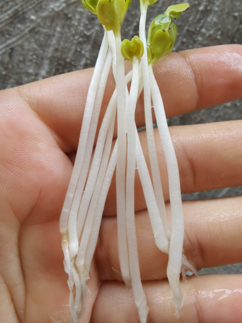 七彩水培萝卜芽苗