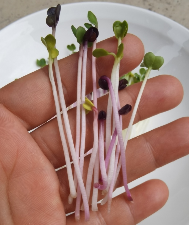 七彩水培萝卜芽苗