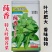 莼香特大叶荆芥种子叶片肥厚香味浓郁调味菜种子荆棘菜荆芥菜