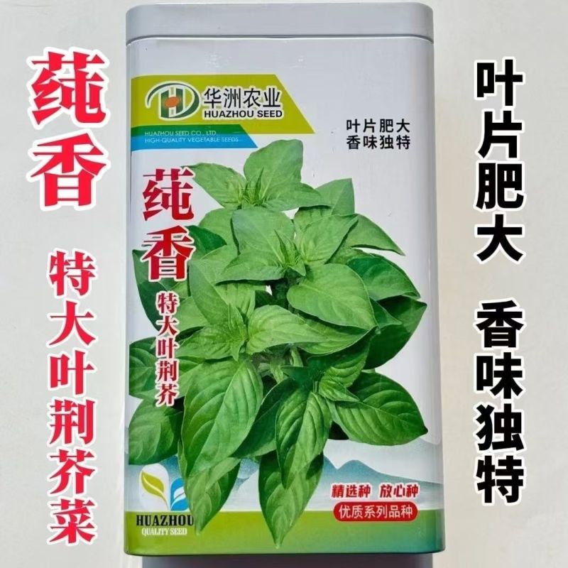 莼香特大叶荆芥种子叶片肥厚香味浓郁调味菜种子荆棘菜荆芥菜