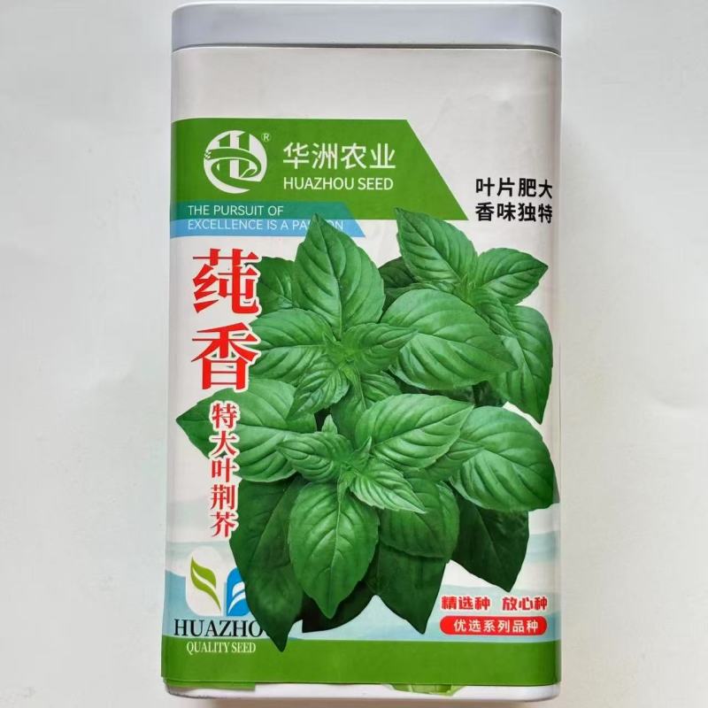莼香特大叶荆芥种子叶片肥厚香味浓郁调味菜种子荆棘菜荆芥菜