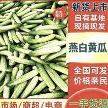 《精选》湖北利川旱黄瓜有质有量燕白黄瓜对接各大市场商超