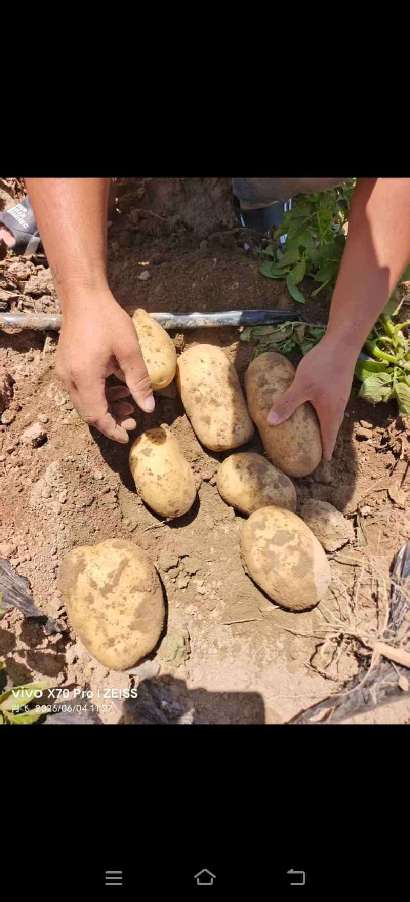 精品沃土土豆4两以上黄皮黄心土豆货量充足
