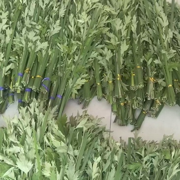 端午节艾草新鲜河南艾草菖蒲组合定制加工产地批发供应