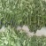 端午节艾草新鲜河南艾草菖蒲组合定制加工产地批发供应