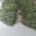 端午节艾草新鲜河南艾草菖蒲组合定制加工产地批发供应