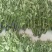 端午节艾草新鲜河南艾草菖蒲组合定制加工产地批发供应