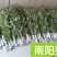 端午节艾草新鲜河南艾草菖蒲组合定制加工产地批发供应