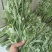 端午节艾草新鲜河南艾草菖蒲组合定制加工产地批发供应