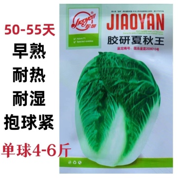 胶研夏秋王大白菜种子极早熟叠抱耐热耐湿抗病净菜率高大白菜