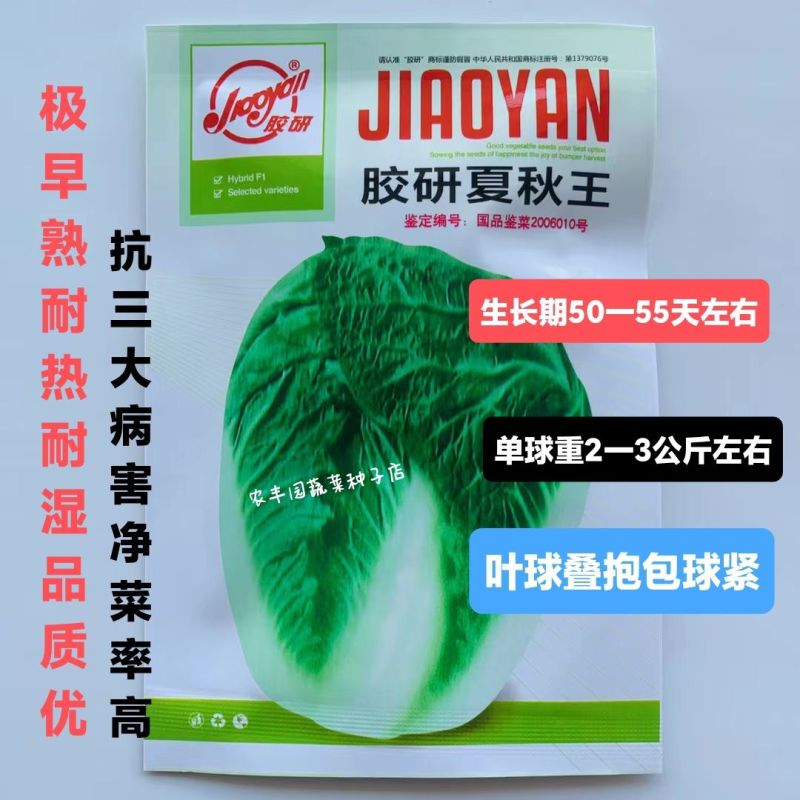 胶研夏秋王大白菜种子极早熟叠抱耐热耐湿抗病净菜率高大白菜