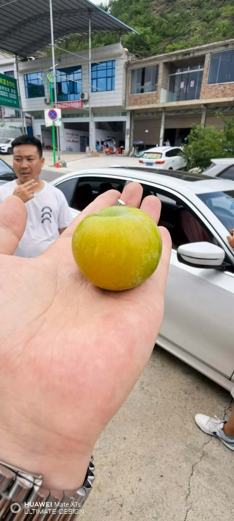 蜂糖李一件代发