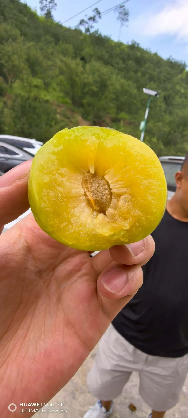 蜂糖李一件代发