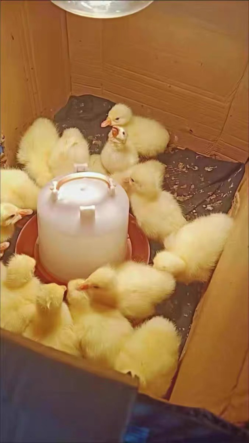 白鹅苗大种三花鹅苗浙东白鹅苗皖西白鹅五龙鹅百子鹅