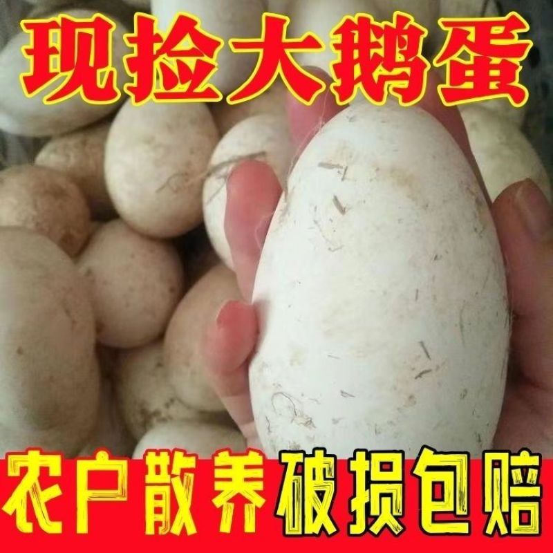 80-105克新鲜大雁鹅蛋农家单黄五谷杂粮散养喂养宝宝孕
