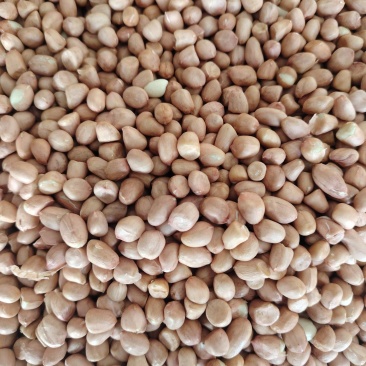 东北白沙308花生米价格便宜山东送货上门