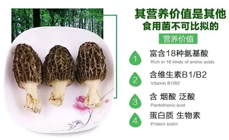 贵州毕节羊肚菌基地直供
