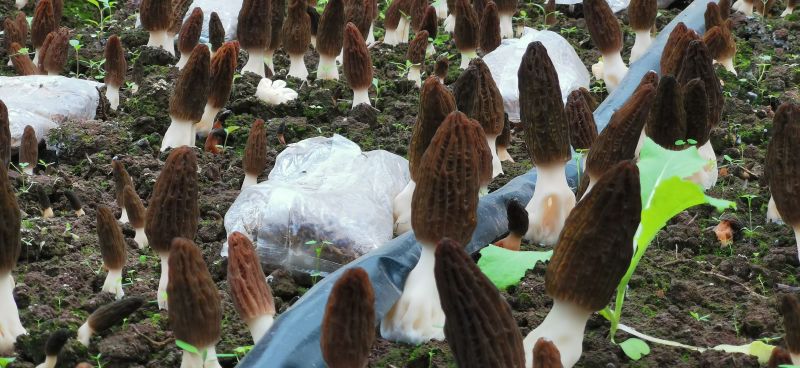 贵州毕节羊肚菌基地直供