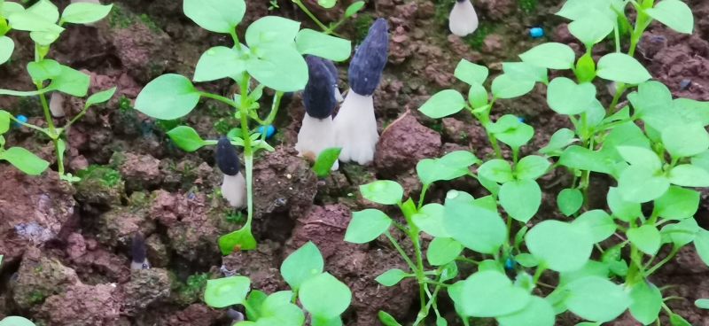 贵州毕节羊肚菌基地直供
