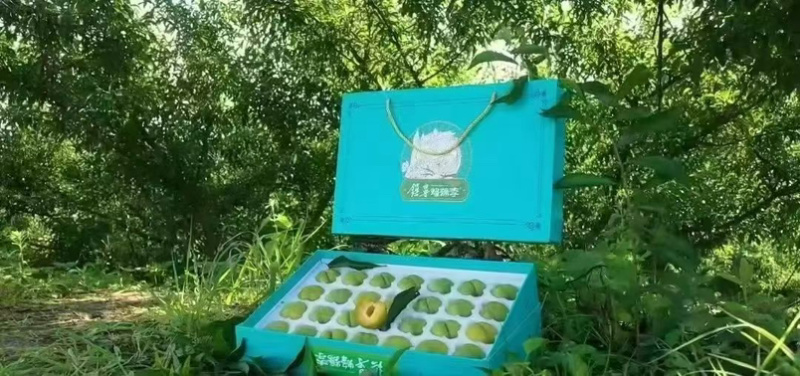 正宗六马蜂糖李支持一件代发