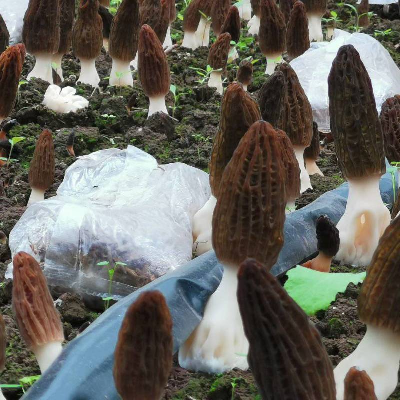 贵州毕节羊肚菌基地直供