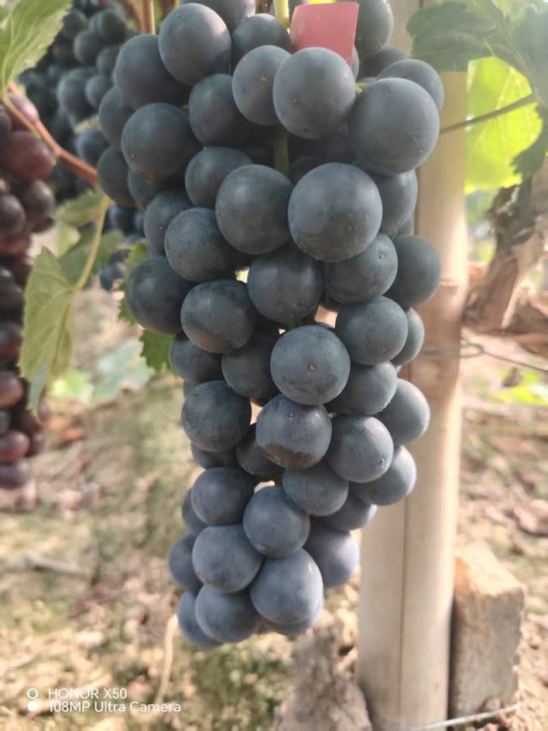 大鹏葡萄，夏黑滕任维多利亚大量上市中，有需要的随时联系我