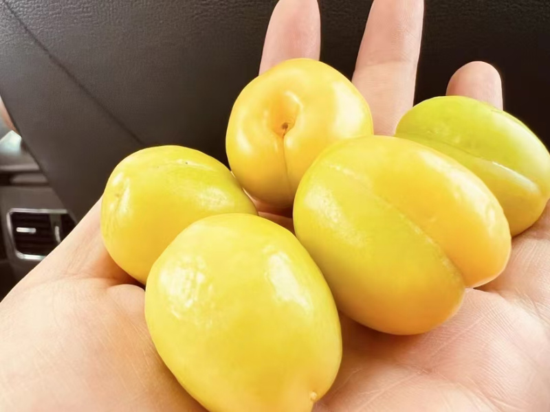 新疆库车小白杏
