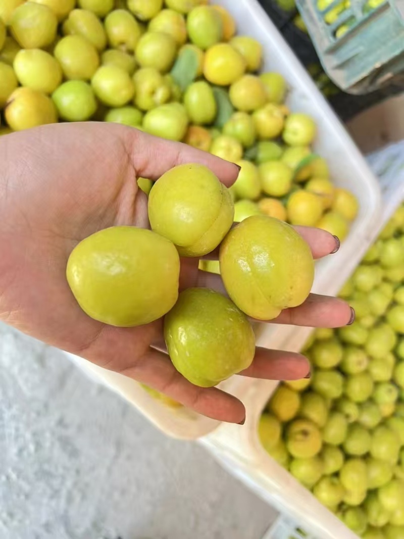 新疆库车小白杏