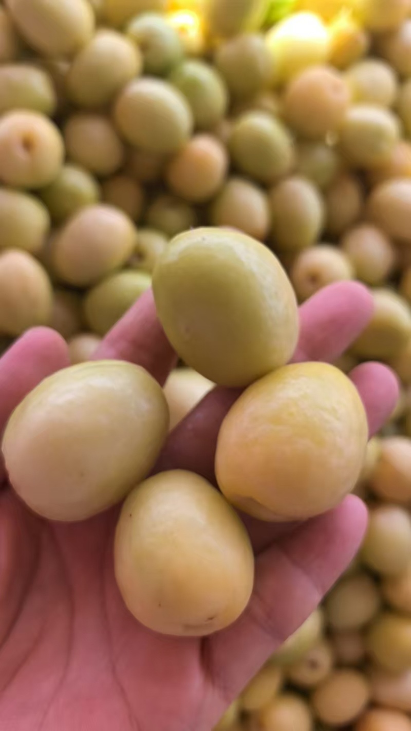 新疆库车小白杏