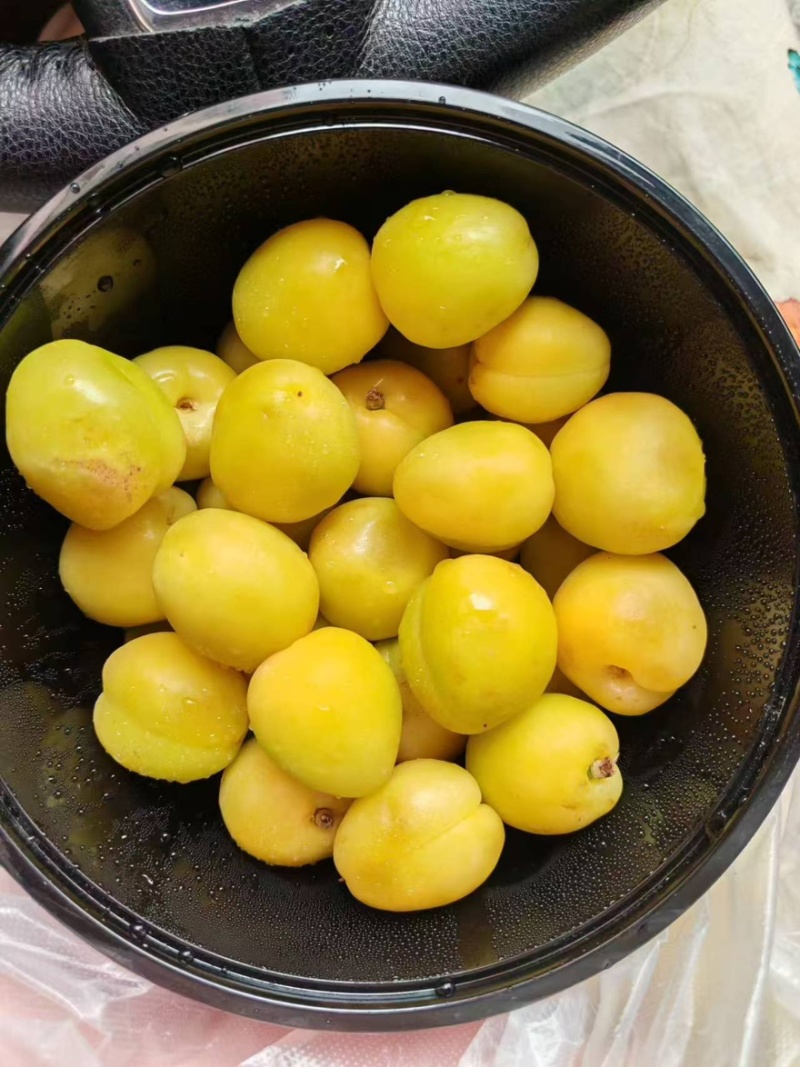 新疆库车小白杏