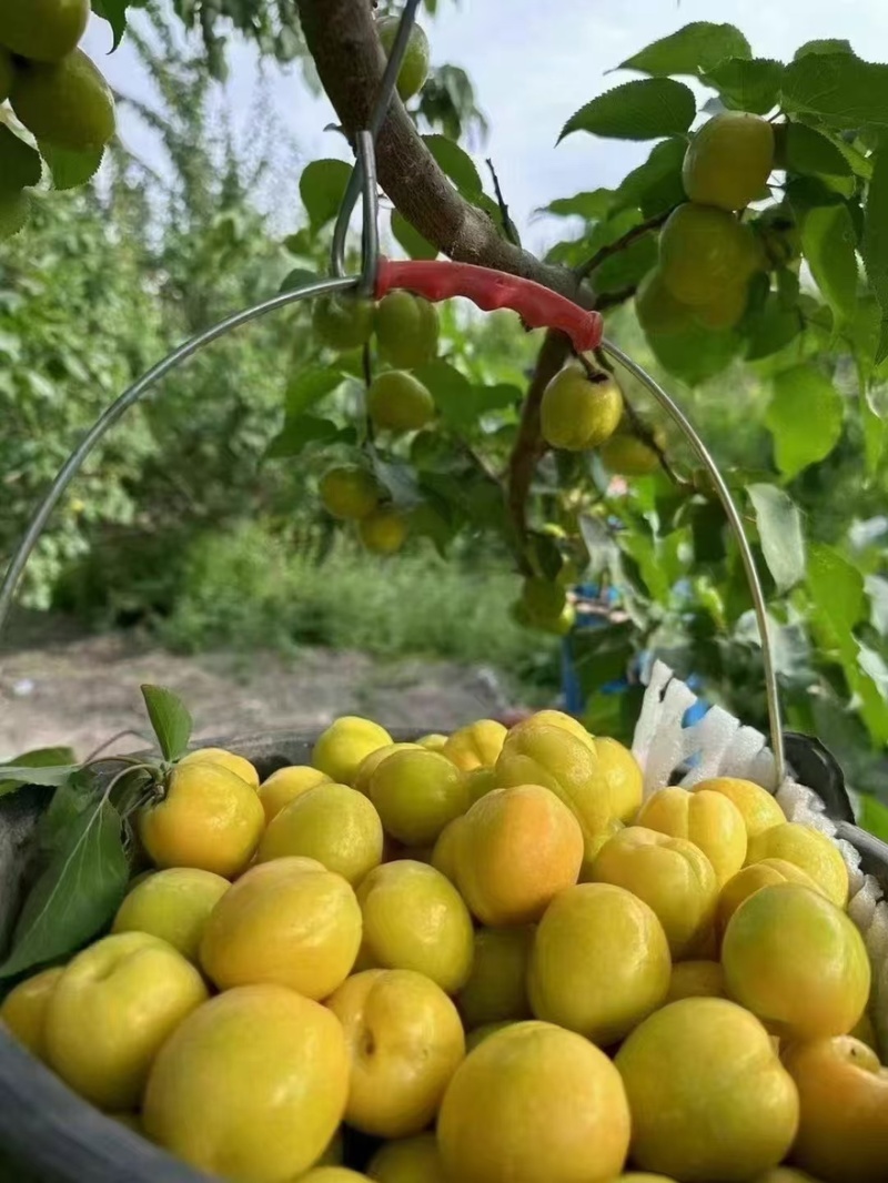 新疆库车小白杏