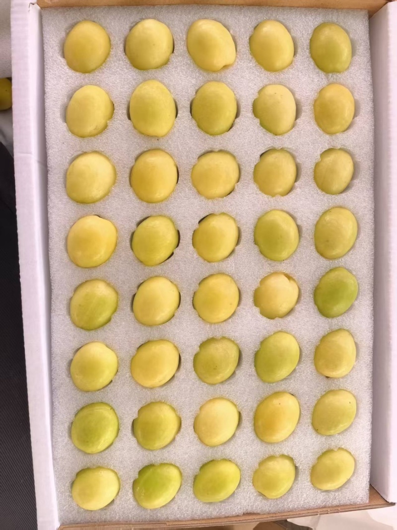 新疆库车小白杏