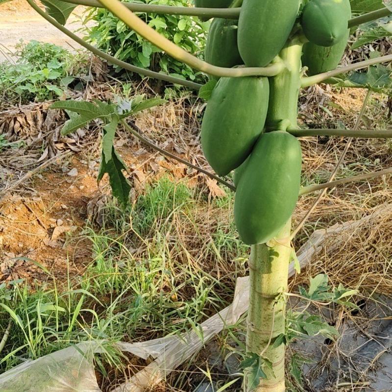 益源生瓜熟瓜