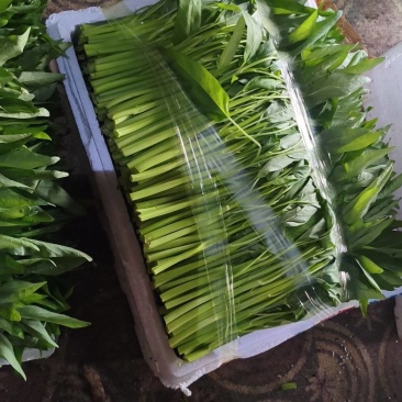 空心菜大量供应，天天大量供应。