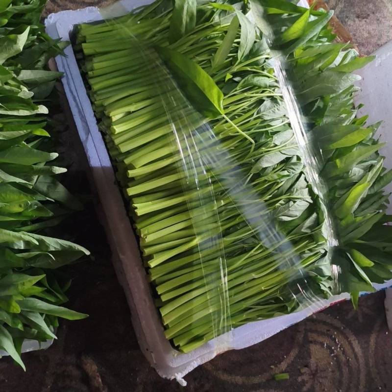 空心菜大量供应，天天大量供应。