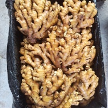 湖南小黄姜